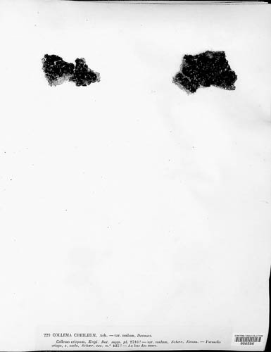 Blennothallia crispa image